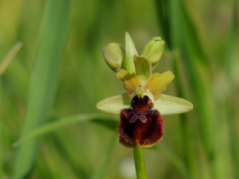 Orchidées sauvages de France de 2013 - Page 2 Ophrys23