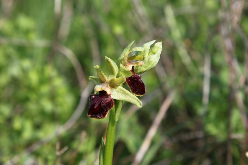 Orchidées sauvages de France de 2013 - Page 2 Ophrys24