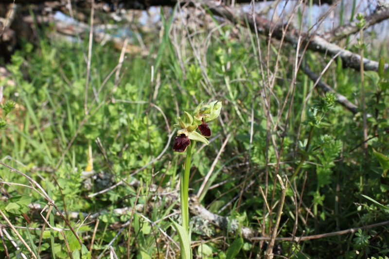 Orchidées sauvages de France de 2013 - Page 2 Ophrys25
