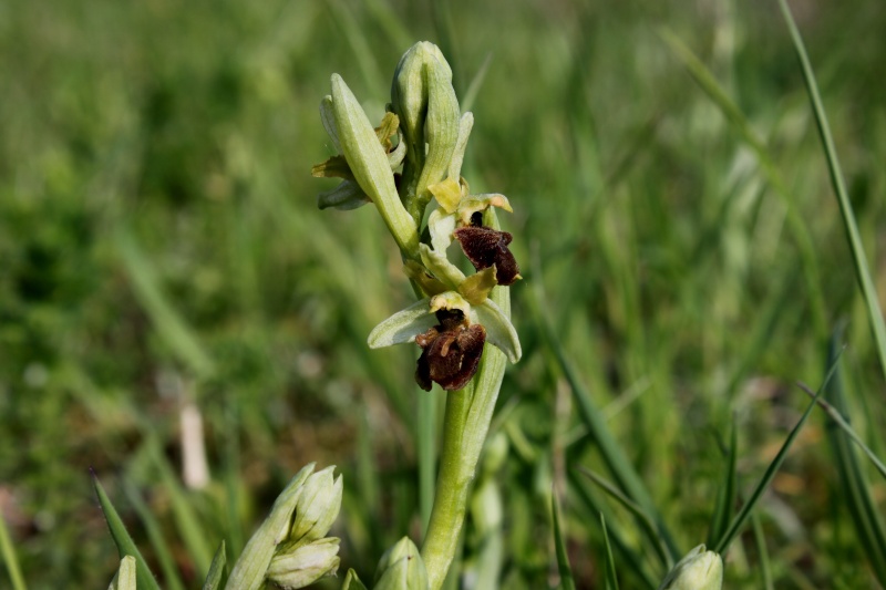 Orchidées sauvages de France de 2013 - Page 2 Ophrys26