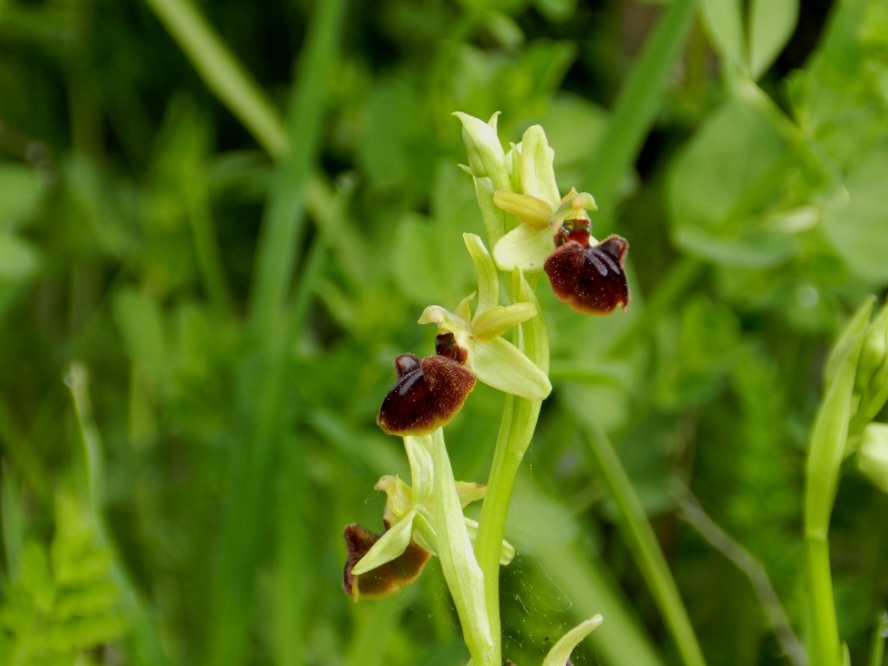 Orchidées sauvages de France de 2013 - Page 2 Ophrys27