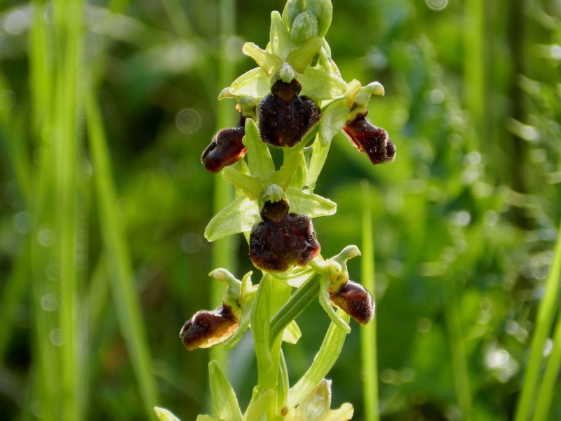 Orchidées sauvages de France de 2013 - Page 4 Ophrys29