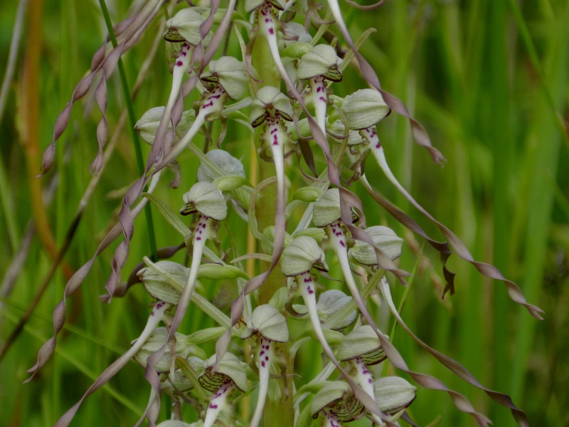 Orchidées sauvages de France de 2013 - Page 4 Orchis32