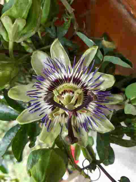 Le Jardin de Petit Louis 2020 - Page 6 20200420