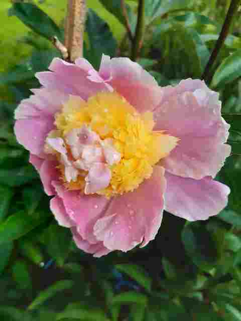 Paeonia, ou pivoines! - Page 36 20200517