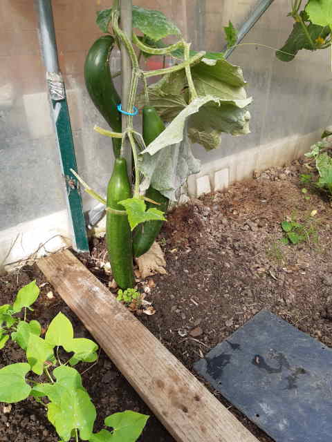 Le Jardin de Petit Louis 2021 - Page 8 20210826