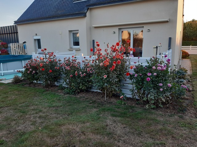 Dahlia - Page 41 20220910