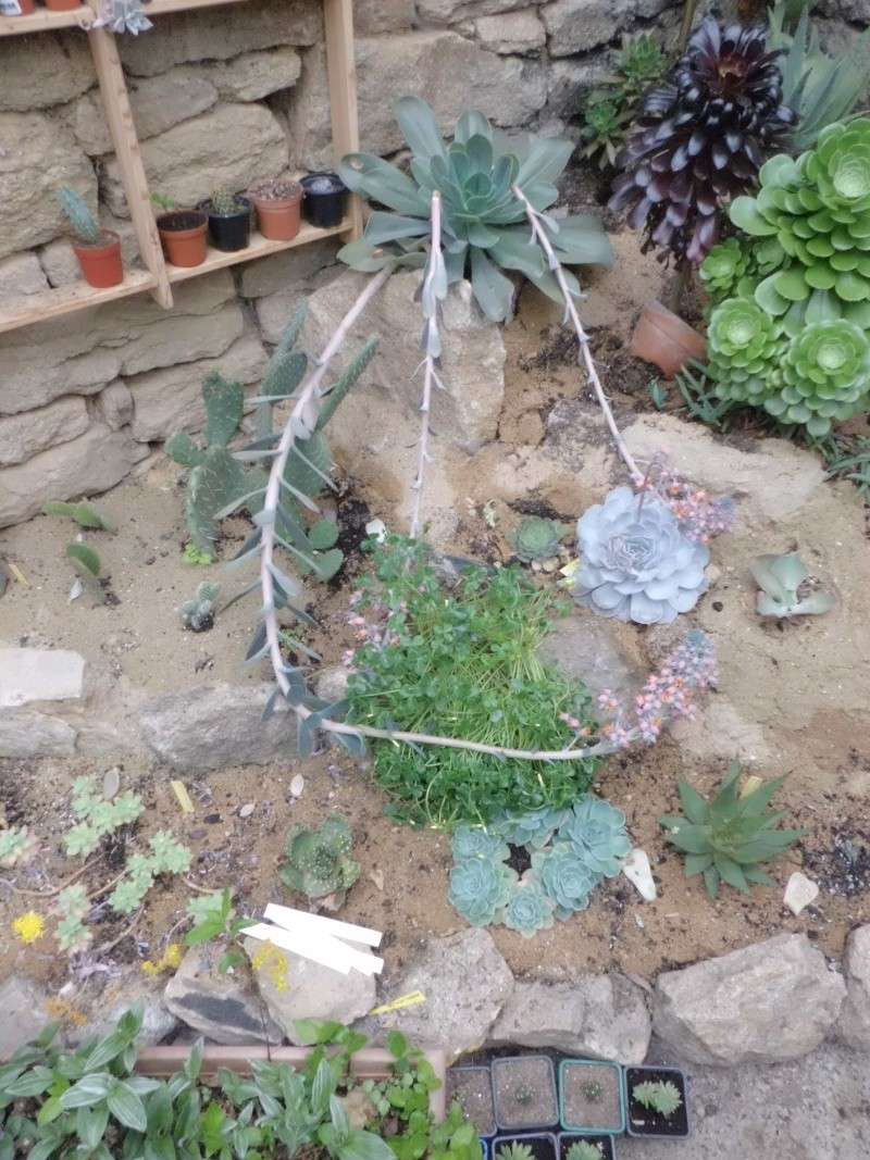 quelque succulentes Cimg0218