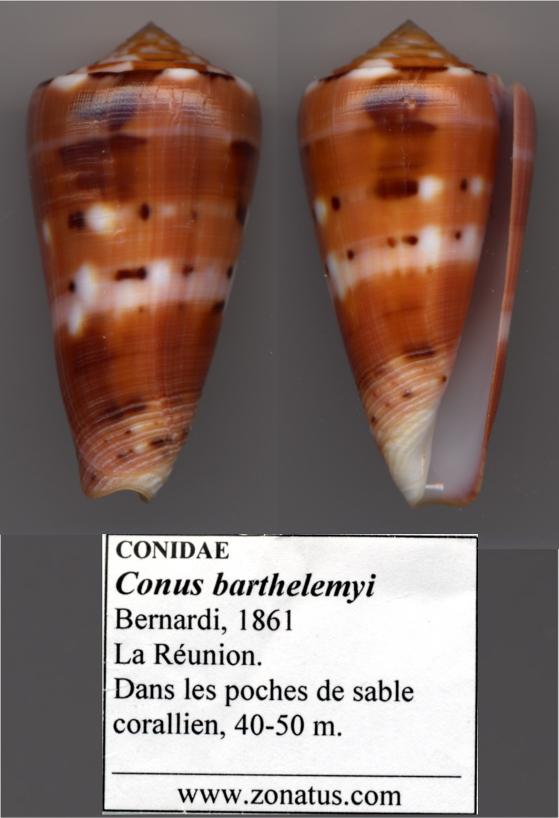 Conus (Pionoconus) barthelemyi  Bernardi, 1861 - Page 6 Bartoc10