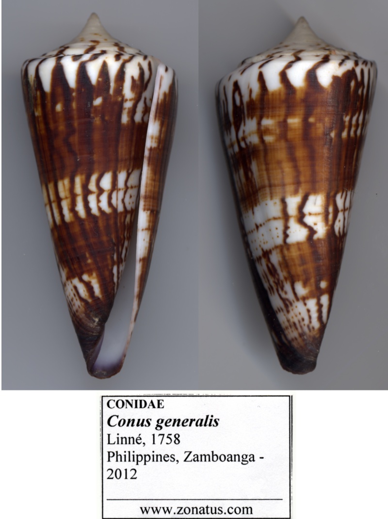 Conus (Strategoconus) generalis   Linnaeus, 1767 - Page 4 Conus_10