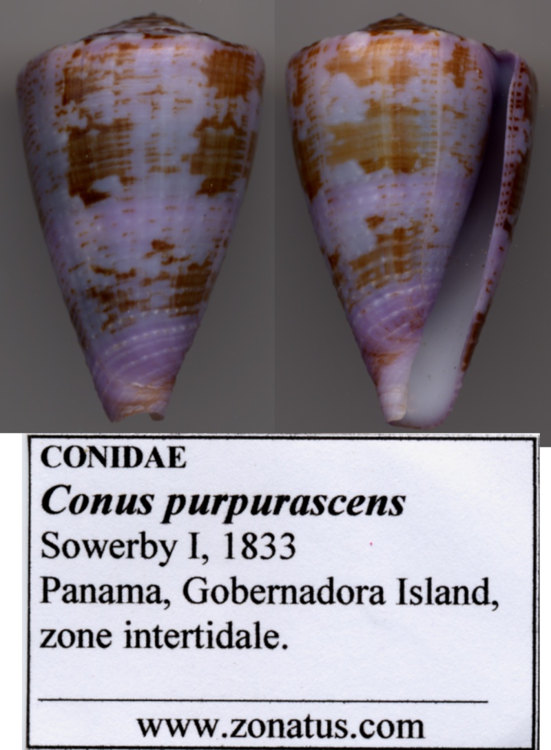 Conus (Chelyconus) purpurascens  GB Sowerby I, 1833 - Page 2 Conus_11