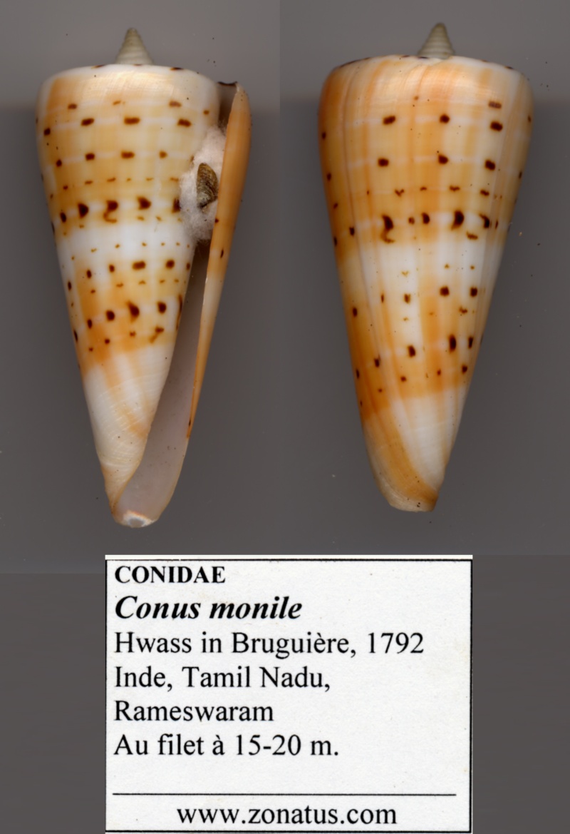 Conus (Strategoconus) monile   Hwass in Bruguière, 1792 Conus_12