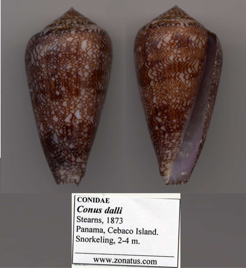 Conus (Cylinder) dalli   Stearns, 1873 - Page 2 Dalli10