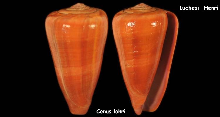 Conus (Darioconus) lohri   Kilburn, 1972 Conus_10