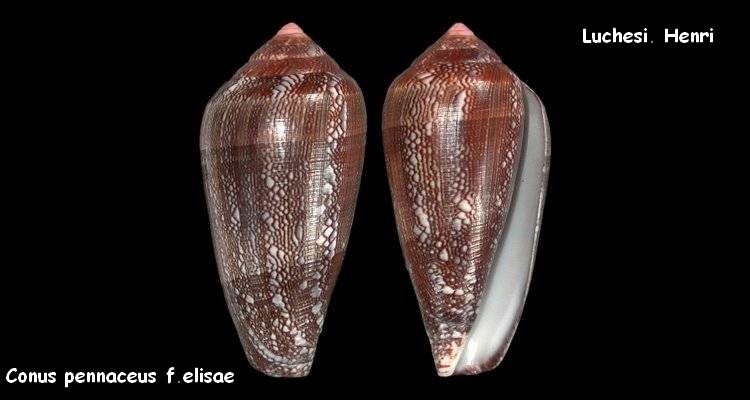 Conus (Darioconus) pennaceus elisae Kiener, 1846 Conus_13