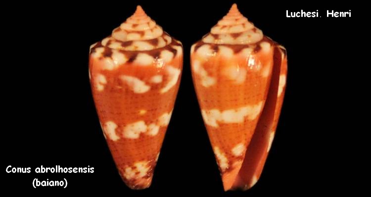 Conus (Dauciconus) abrolhosensis Petuch, 1987 Conus_15
