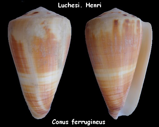 Conus (Strategoconus) ferrugineus  Hwass in Bruguière, 1792 - Page 2 Conus_19