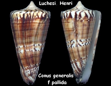 Conus (Strategoconus) generalis   Linnaeus, 1767 - Page 4 Conus_25