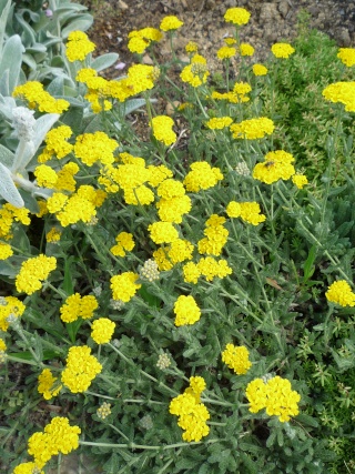 Achillea tomentosa [identification] P1030711