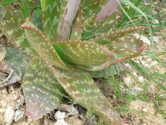 Aloe maculata (= saponaria) [identification] P1030715
