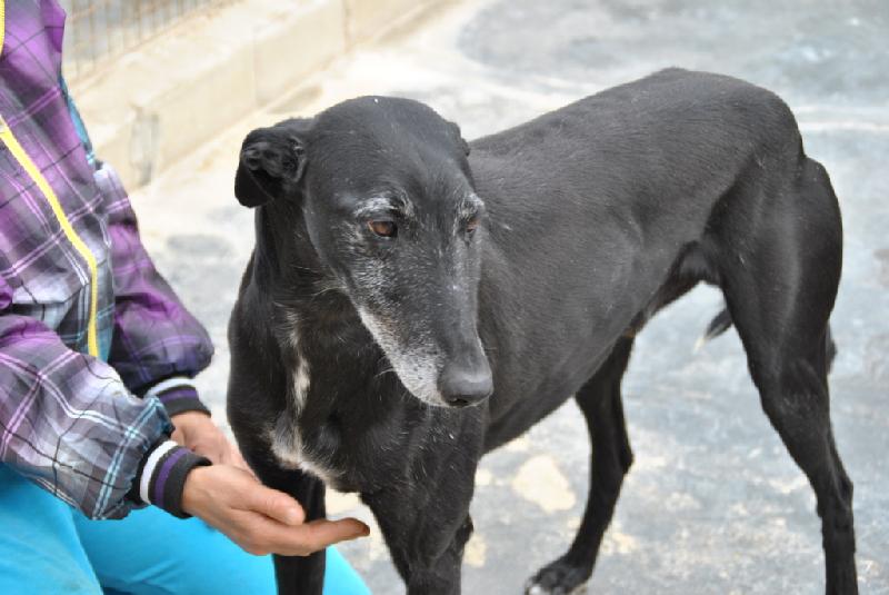 SETRI  -  Galgo  5 ans  -  ASSO  GALGOS FRANCE  (ZARAGOZA  ESPAGNE) Adpca_12