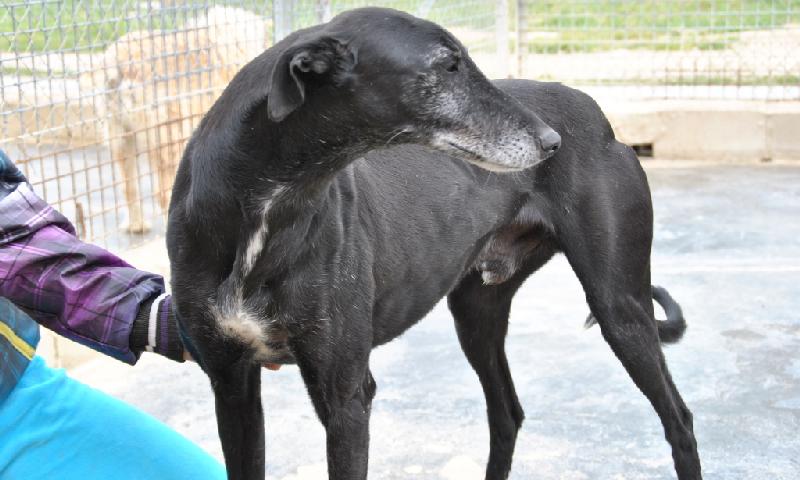 SETRI  -  Galgo  5 ans  -  ASSO  GALGOS FRANCE  (ZARAGOZA  ESPAGNE) Adpca_13