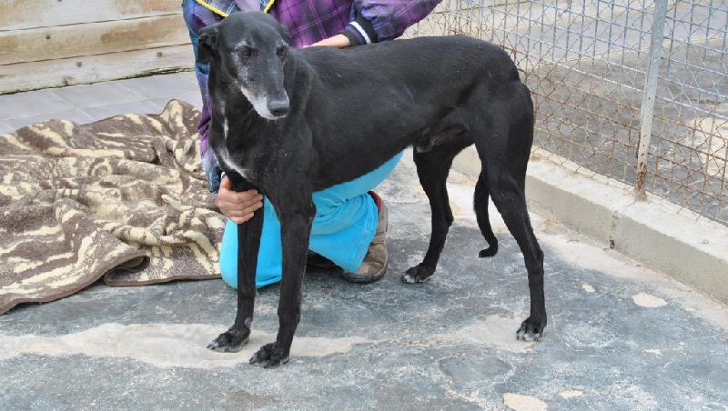 SETRI  -  Galgo  5 ans  -  ASSO  GALGOS FRANCE  (ZARAGOZA  ESPAGNE) Adpca_17