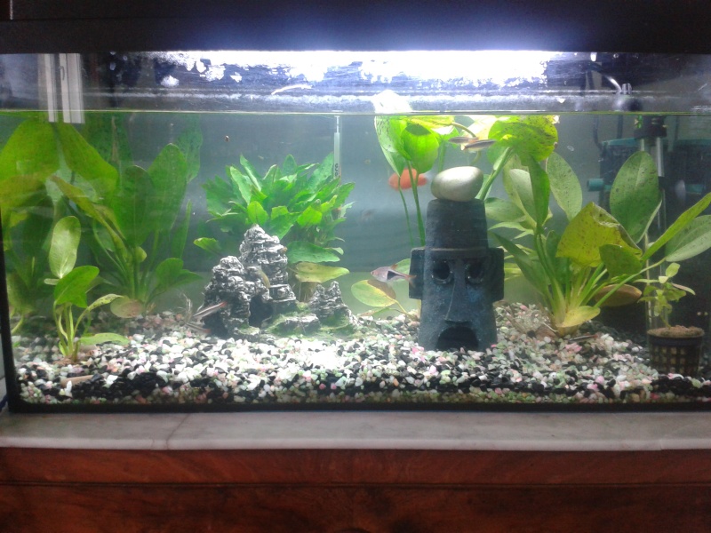 Un 60L pour accueillir un betta ??? Aquari11