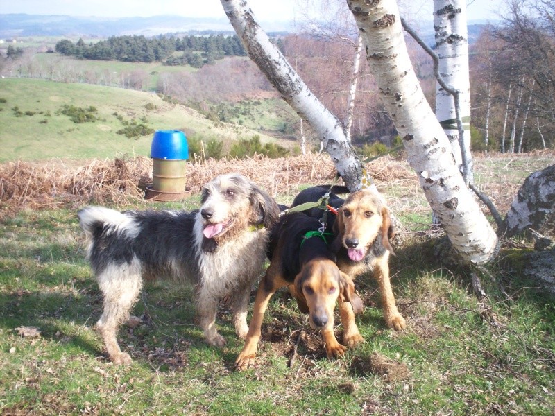 4 chiens disparus depuis le 18 AVRIL. 100_1010