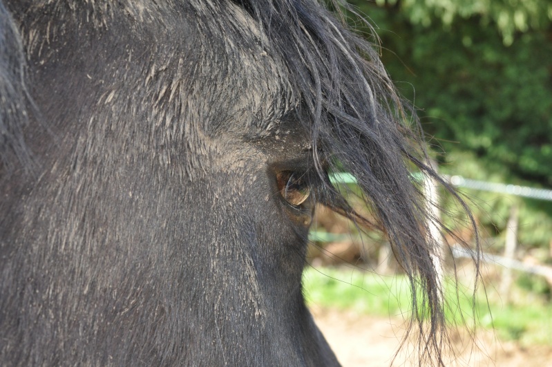 THEME DE JUILLET : LE REGARD.. - Page 2 Dsc_0110