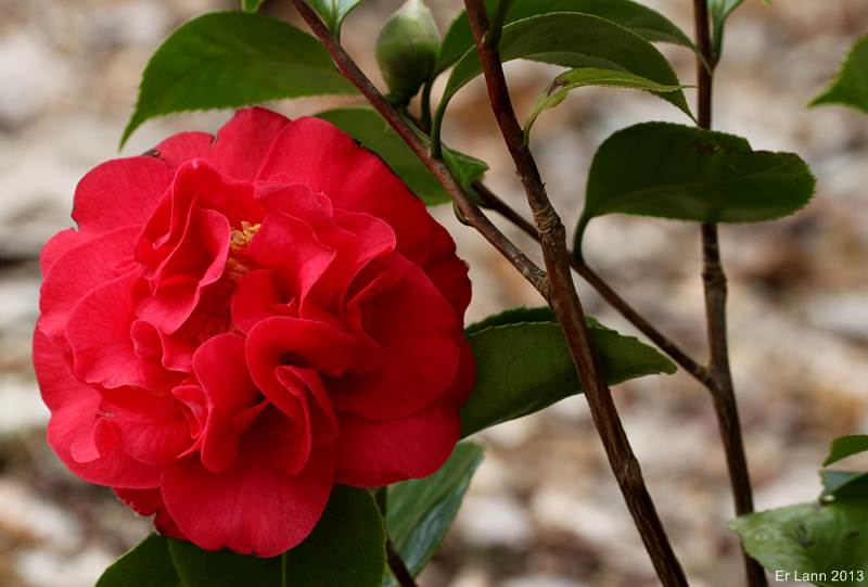 Les Camellias: variétés, floraison, culture. Saison 2012 - 2013 - Page 20 Img_0317