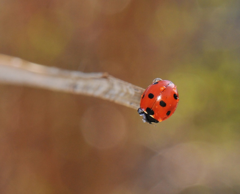 Stage macro,de samedi. 1aa_3711