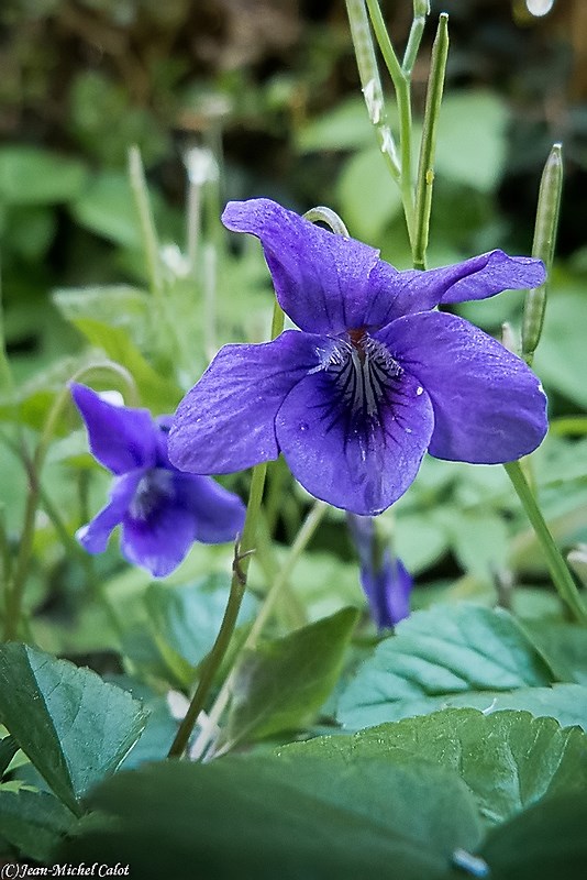 Petites fleurs Violet10