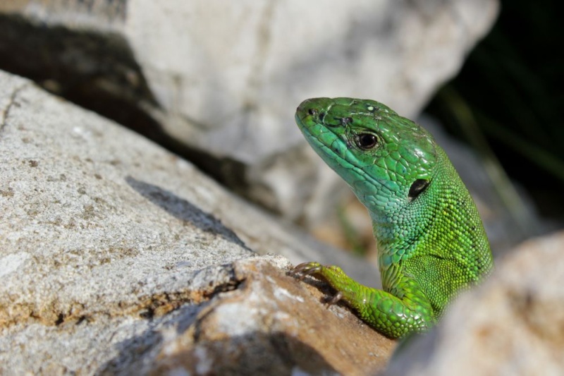 Photos d'autres animaux (Hananpacha) Lezard11