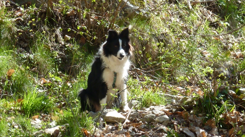 FAYNA (femelle border collie)  - Page 2 P1010116
