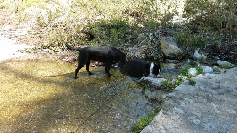 FAYNA (femelle border collie)  - Page 2 P1010118