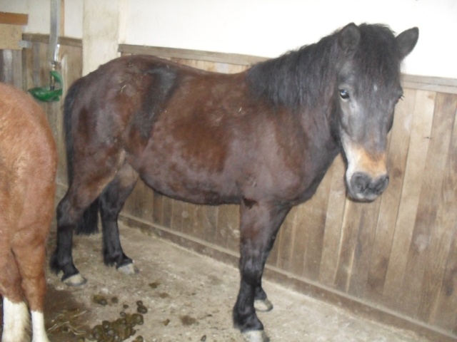 PRUNELLE - ONCP née en 2000 - adoptée en août 2013 par Céline Sam_1113