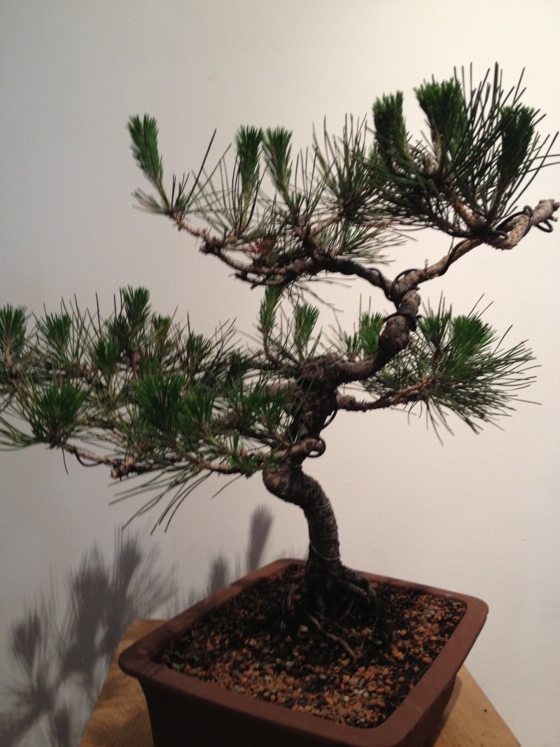 Can anyone offer some advice for a Black Pine Img_0010