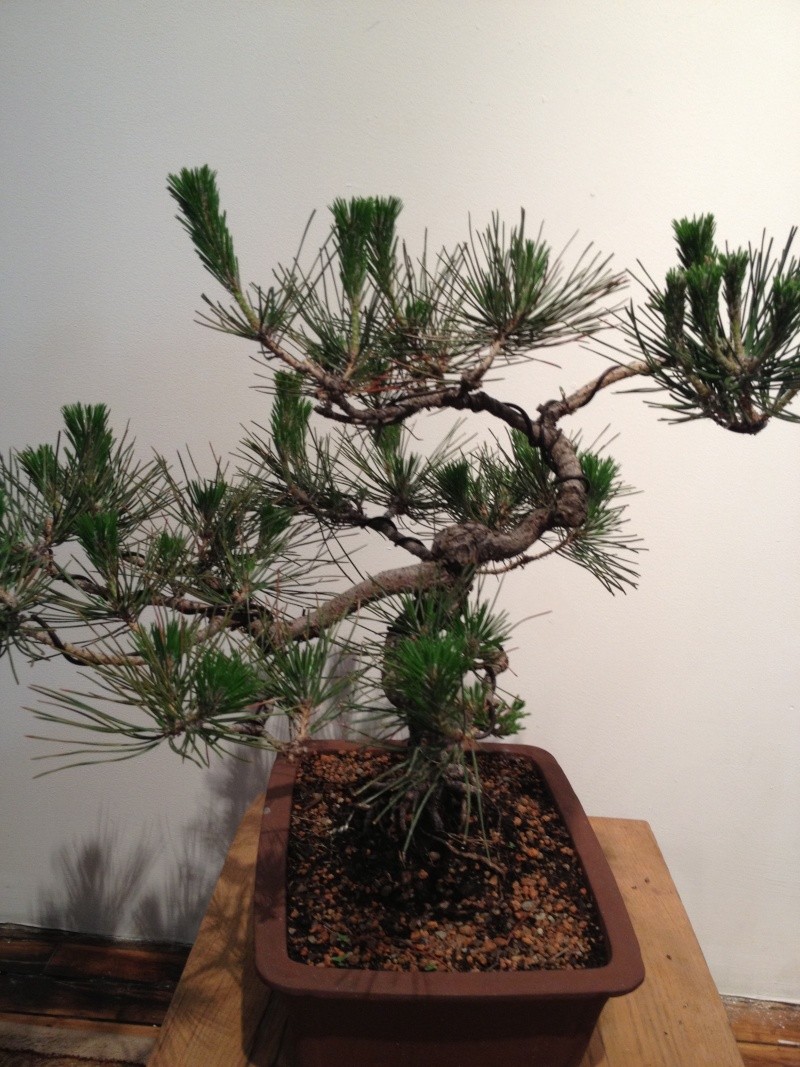 Can anyone offer some advice for a Black Pine Img_0011