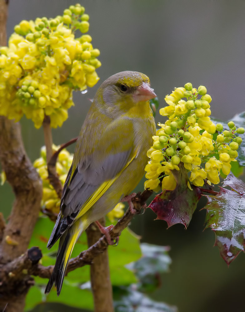 Etude en jaune  Img_5810