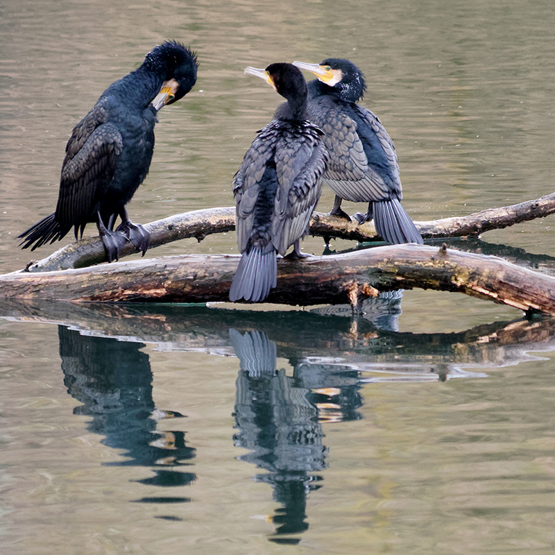 Cormorans de la vallée de L'orge P1100419