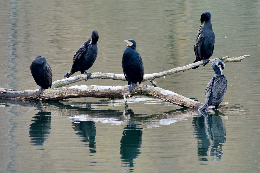 Les cormorans de la vallée P1100436