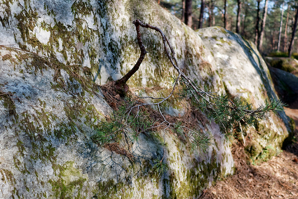 [Paysages] Rochers de Fontainebleau P1100837