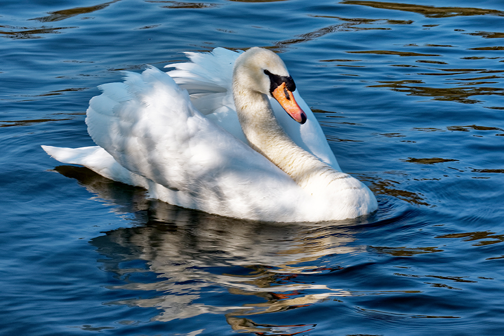 Vert le petit, cygne P1110312