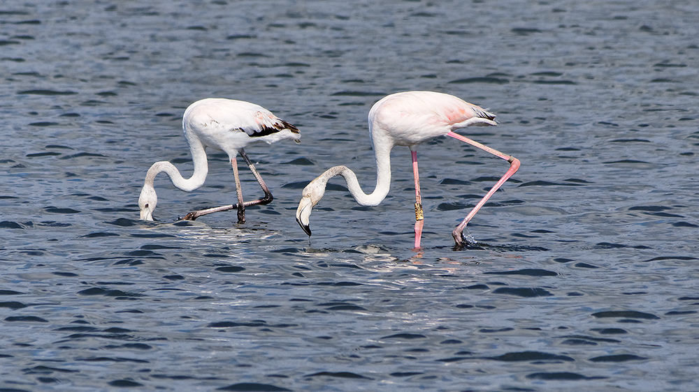 Flamants roses entre Bages et Peyriac P1120110