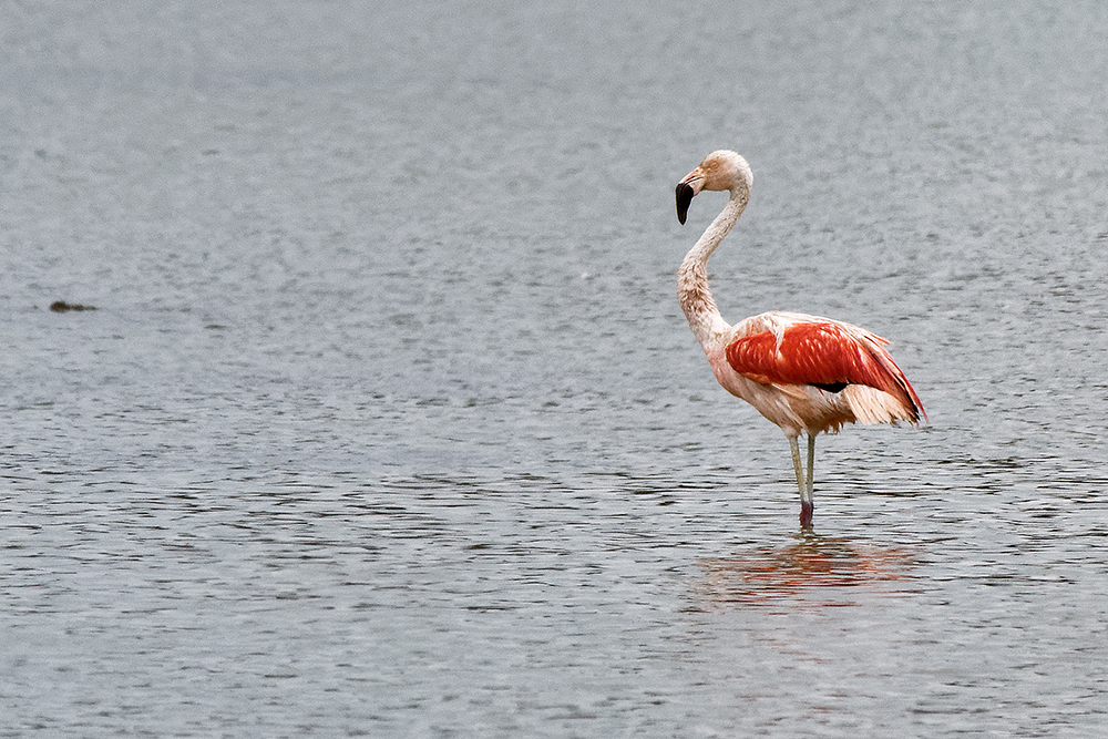 Flamant rose, réserve aficaine de Sigean P1120112