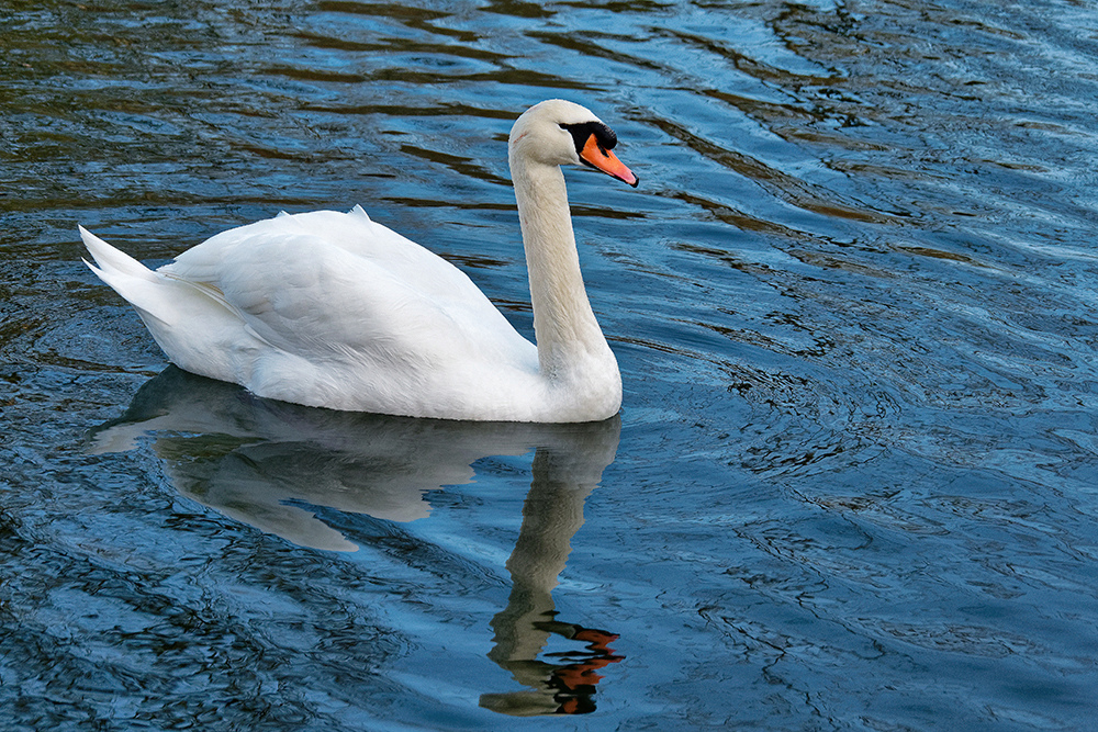 Vallée de l'Orge, cygne P1180217