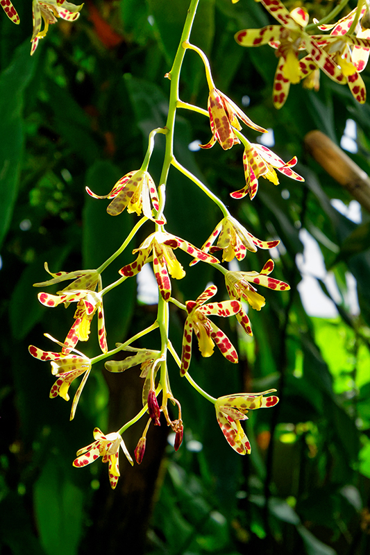 [Flore]  ☞ Serre tropicale du jardin des plantes, mille et une orchidées 4 P2151724