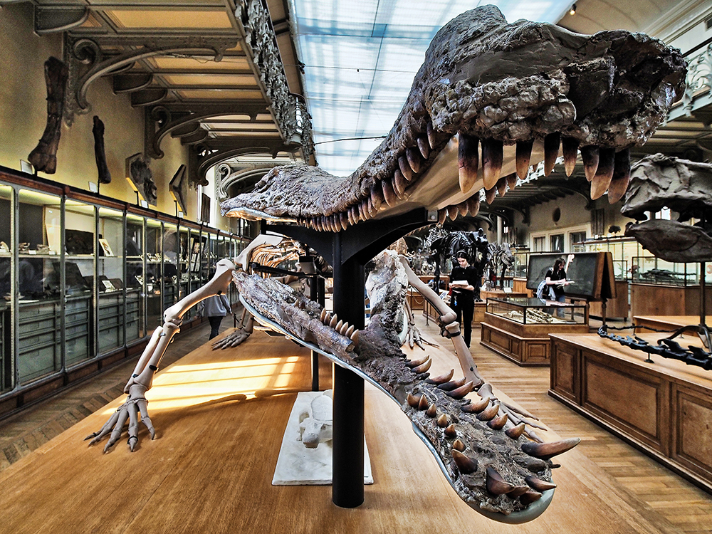 [Inclassables]  ☞ Galerie de Paléontologie et d'Anatomie comparée, danger P4120014