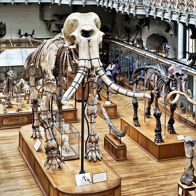 [Inclassables]  ☞ Galerie de Paléontologie, mammouth P4120019